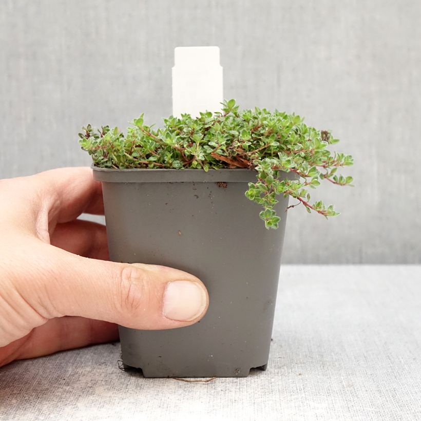Exemplaar van Thymus praecox Bressingham - Kruiptijm Kweekpotje van 8/9 cm zoals geleverd in de lente