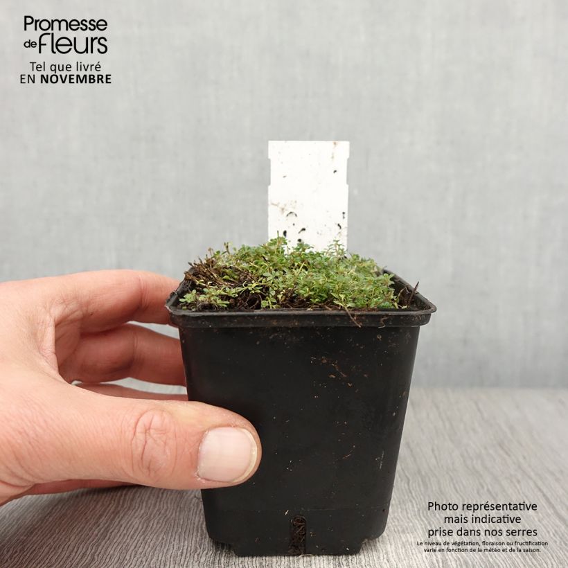 Exemplaar van Thymus praecox Minor - Thym précoce Godet de 8/9 cm zoals geleverd in de herfst