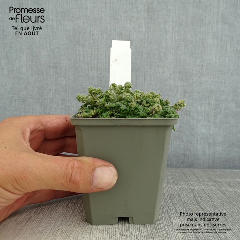 Exemplaar van Thymus praecox Minor - Kruiptijm Kweekpotje van 8/9 cm zoals geleverd in de zomer