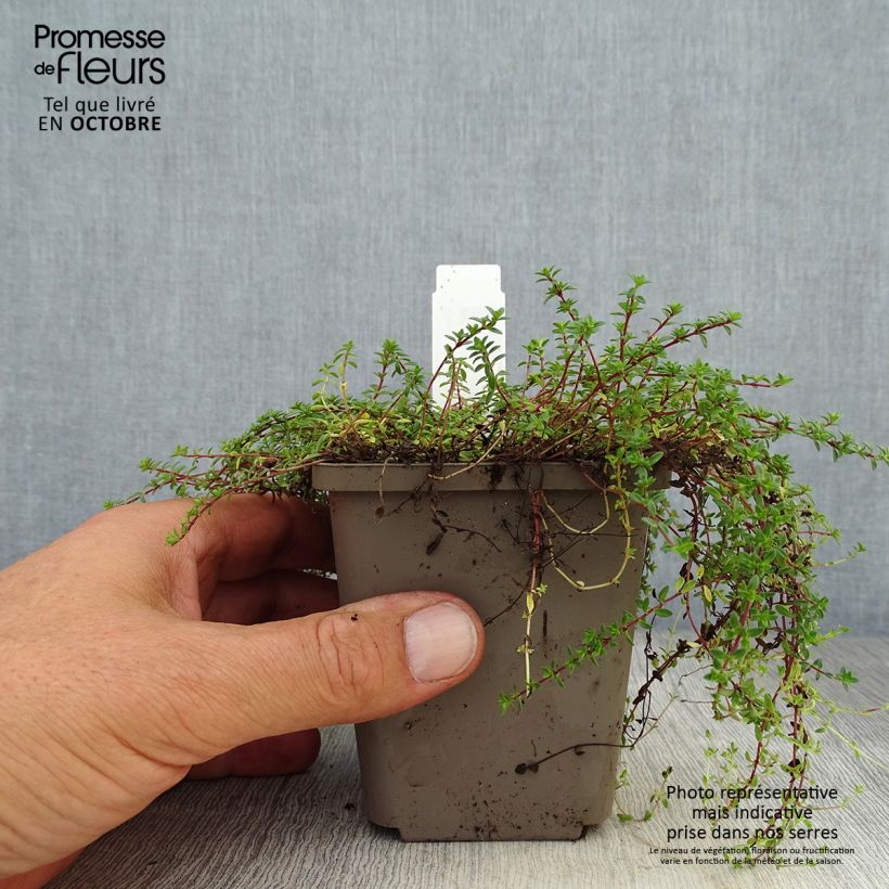 Exemplaar van Thymus praecox Red Carpet - Kruiptijm Kweekpotje van 8/9 cm zoals geleverd in de herfst