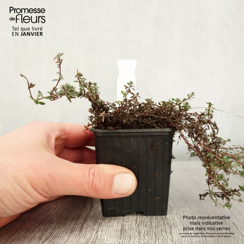 Exemplaar van Thymus praecox Red Carpet - Thym précoce Godet de 8/9 cm zoals geleverd in de winter