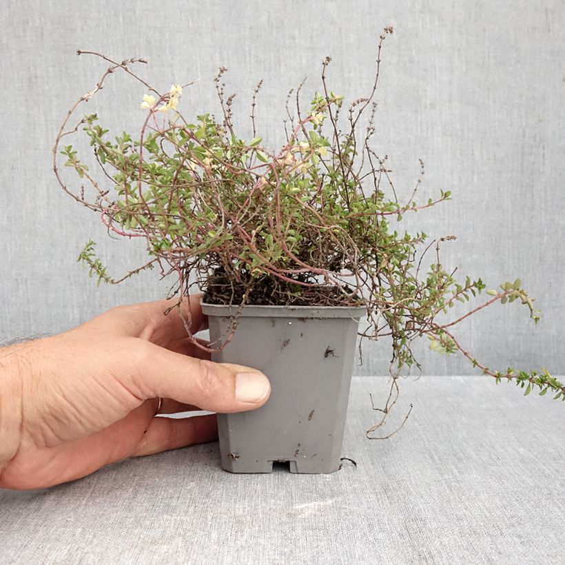 Exemplaar van Grote tijm Foxley Kweekpotje van 8/9 cm zoals geleverd in de herfst