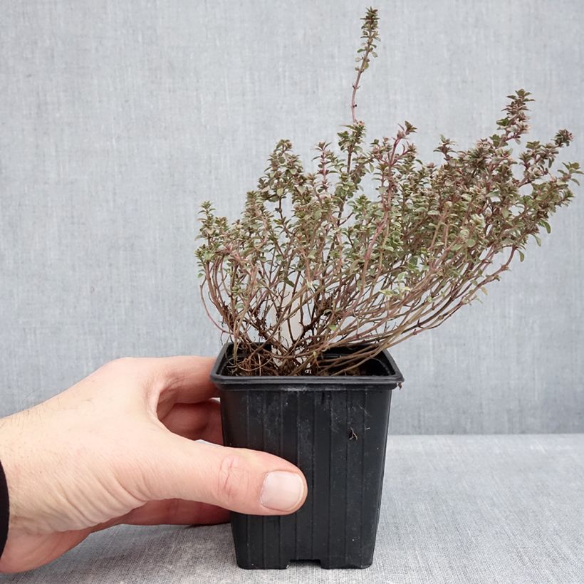 Exemplaar van Tijm Silver Posie - Thymus vulgaris het zakje met 1000 zaden zoals geleverd in de winter