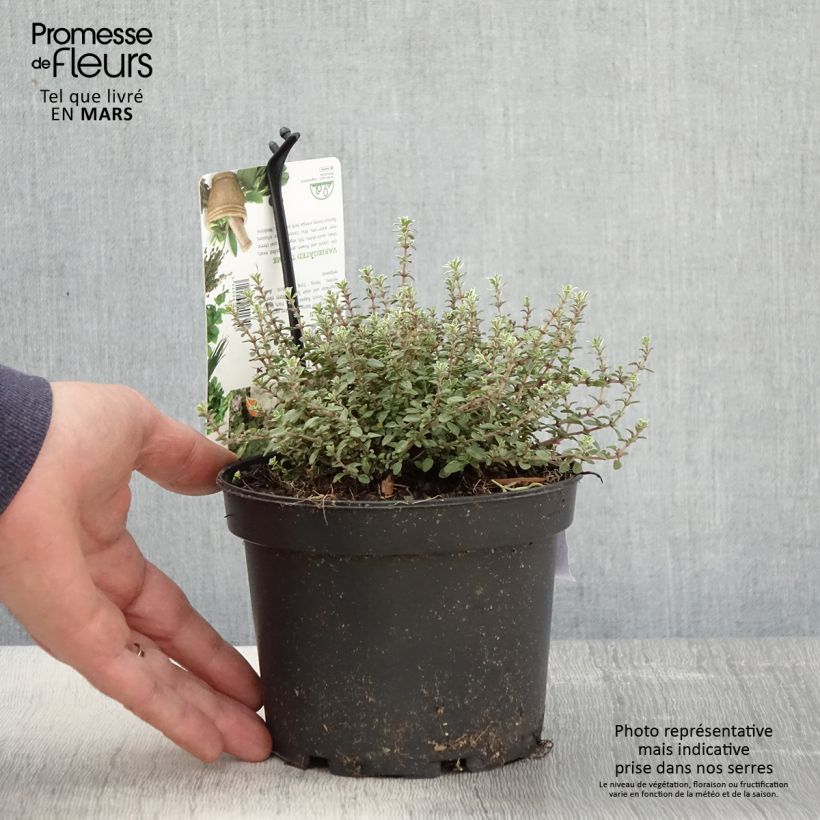 Exemplaar van Tijm Silver Posie - Thymus vulgaris Pot van 1,5 l/2 l zoals geleverd in de lente