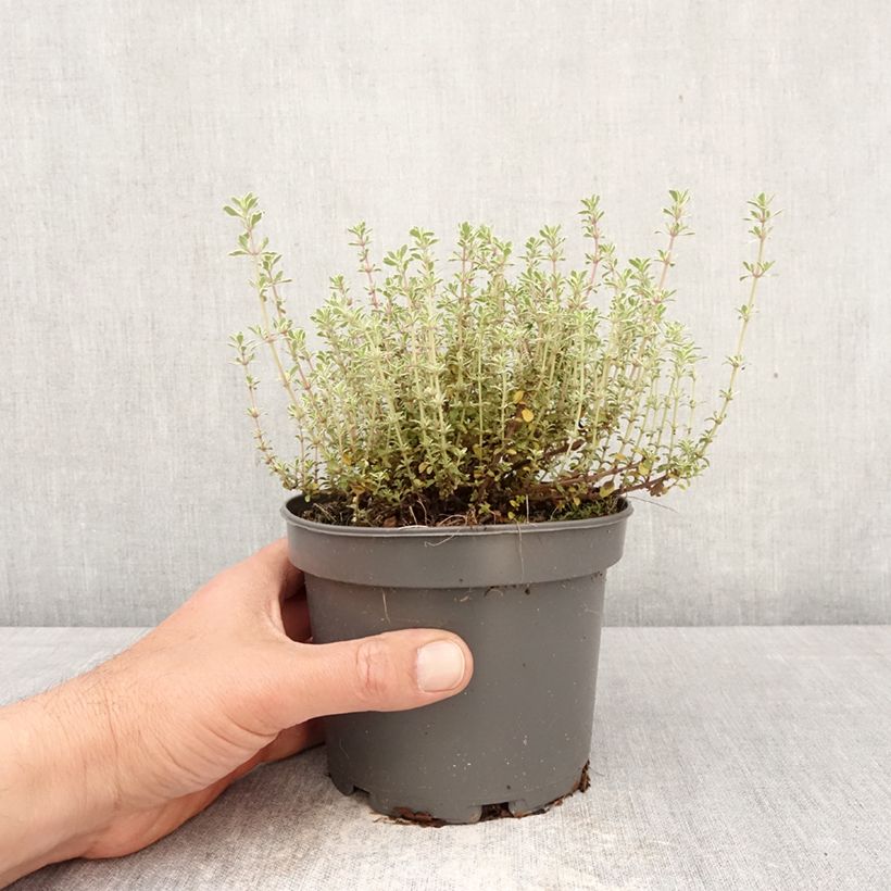 Exemplaar van Tijm Silver Posie - Thymus vulgaris Pot van 1,5 l/2 l zoals geleverd in de lente