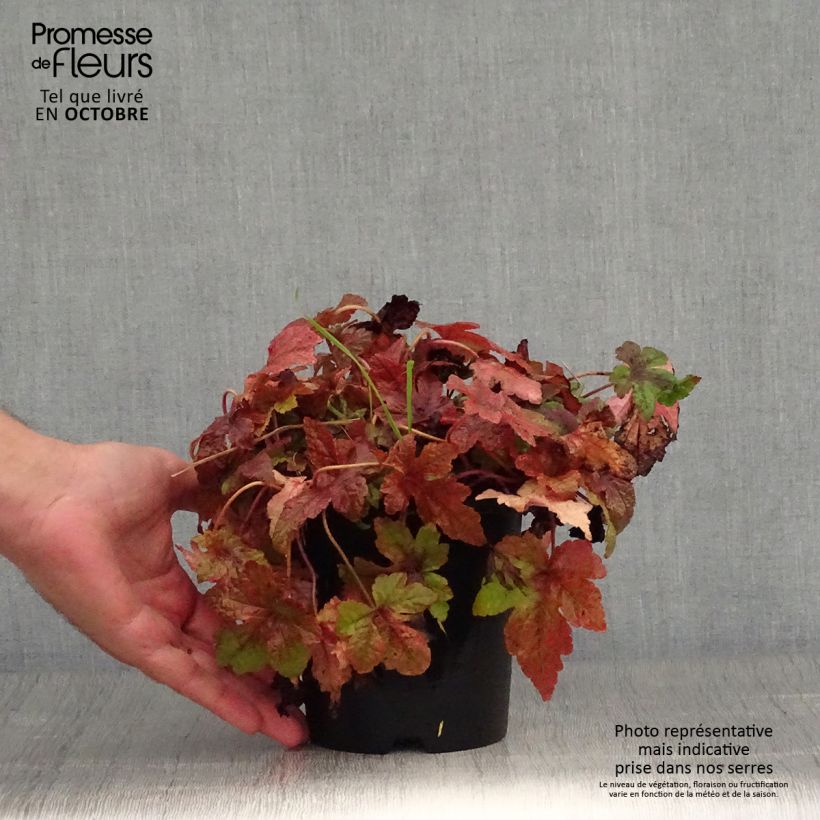 Exemplaar van Tiarella Sugar and Spice - Schuimbloem Pot van 2 l/3 l zoals geleverd in de herfst