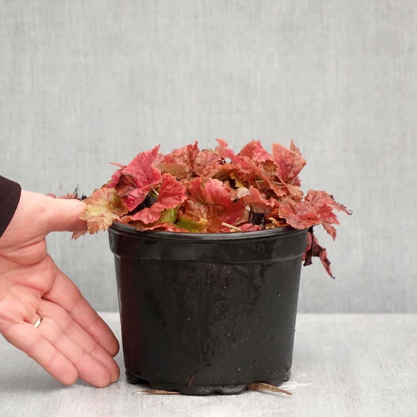 Exemplaar van Tiarella cordifolia - Schuimbloem Pot van 2 l/3 l zoals geleverd in de herfst