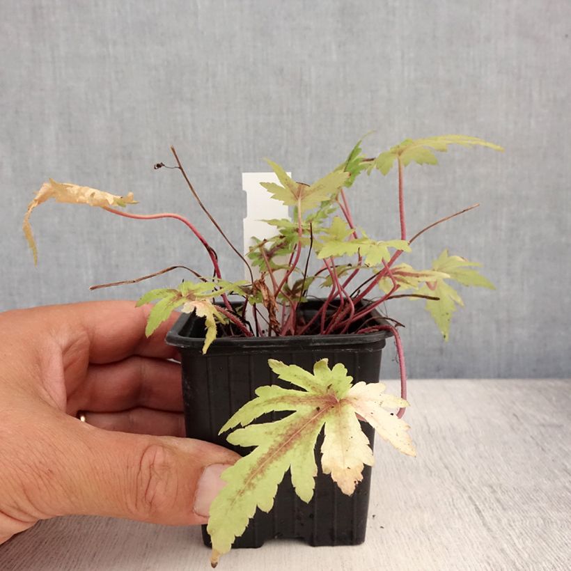 Exemplaar van Tiarella Morning Star - Schuimbloem Kweekpotje van 8/9 cm zoals geleverd in de zomer