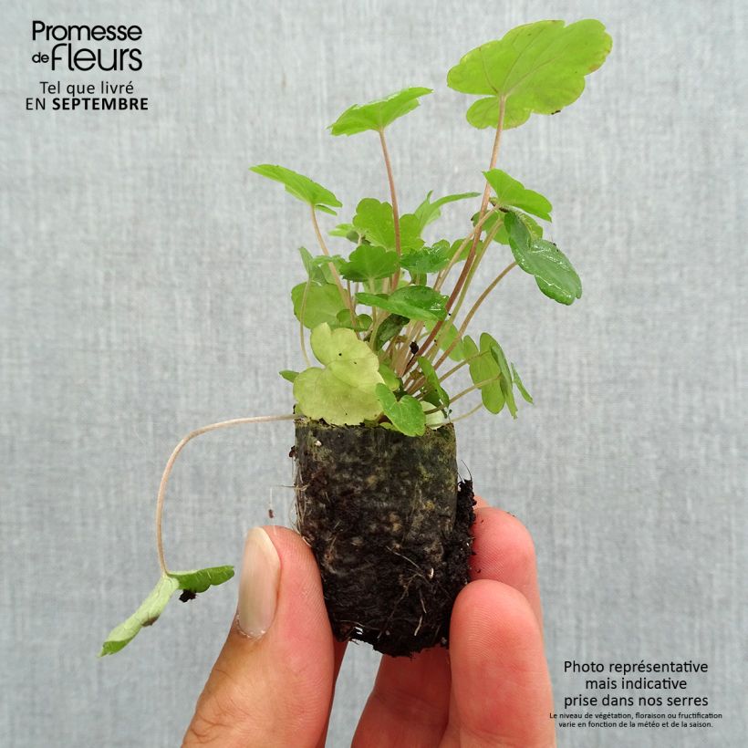 Exemplaar van Tiarella Sugar and Spice - Schuimbloem Mini-mot Ø 3/4 cm zoals geleverd in de herfst