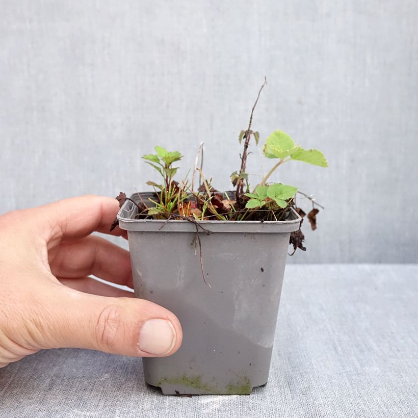 Exemplaar van Tiarella Running Tiger - Schuimbloem Kweekpotje van 8/9 cm zoals geleverd in de herfst