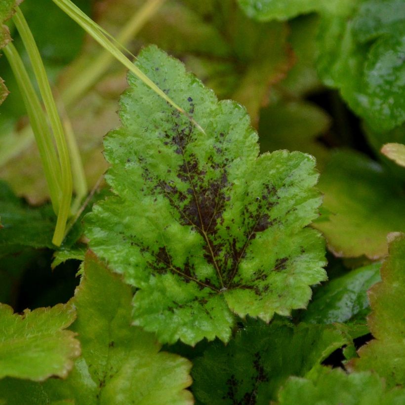 Tiarella Tiger Stripe - Schuimbloem (Blad)