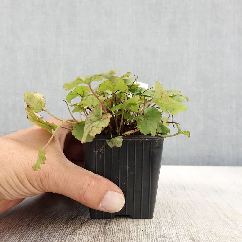 Exemplaar van Tiarella Tiger Stripe - Schuimbloem Kweekpotje van 8/9 cm zoals geleverd in de herfst