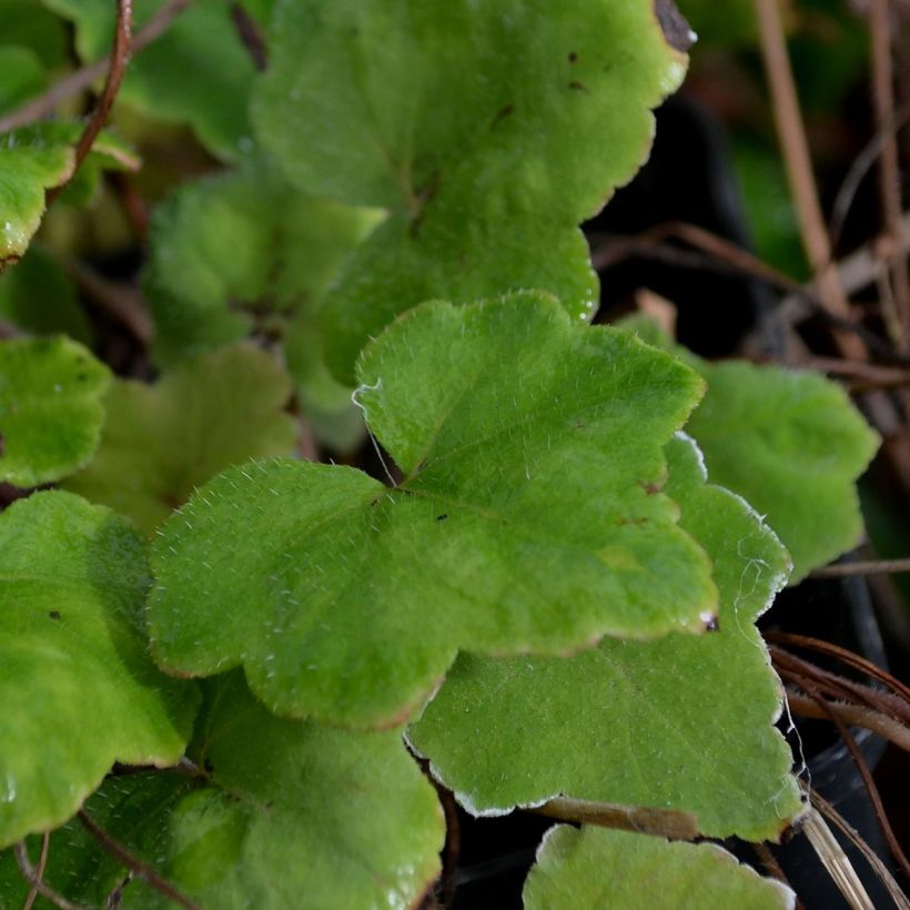 Tiarella wherryi - Schuimkaars (Blad)
