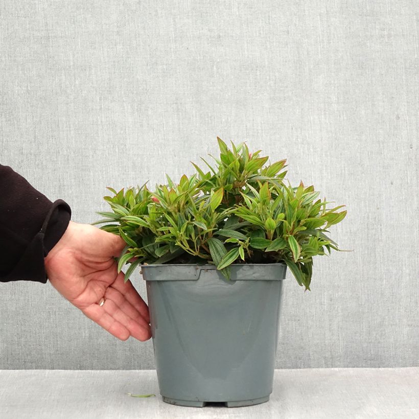 Exemplaar van Tibouchina Groovy Baby - Spinnenbloem Pot van 4 l/5 l zoals geleverd in de herfst