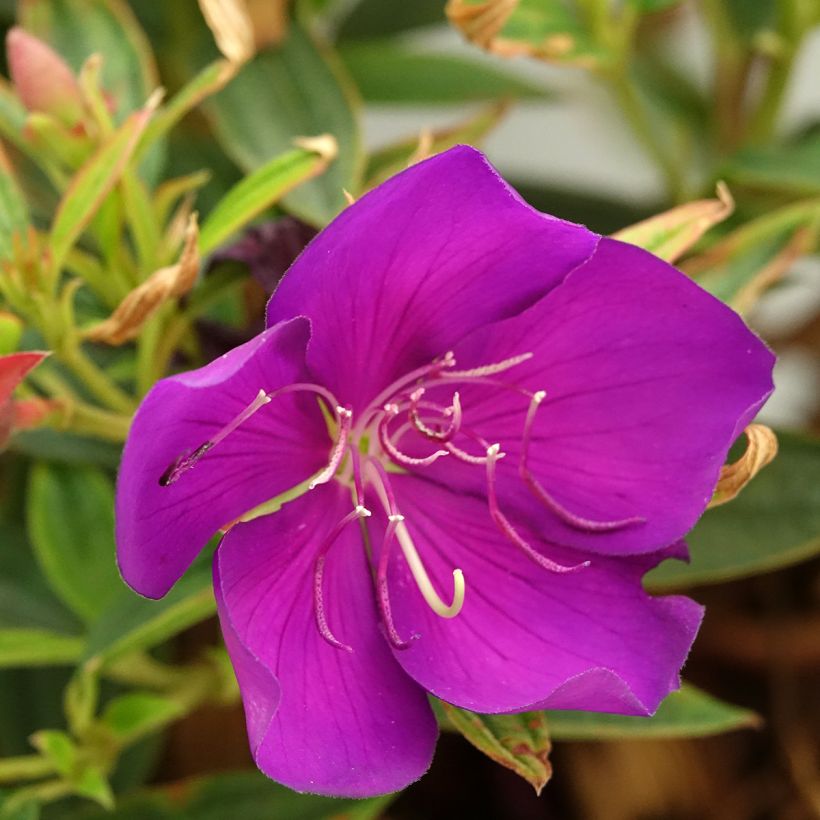 Tibouchina Groovy Baby - Spinnenbloem (Bloei)