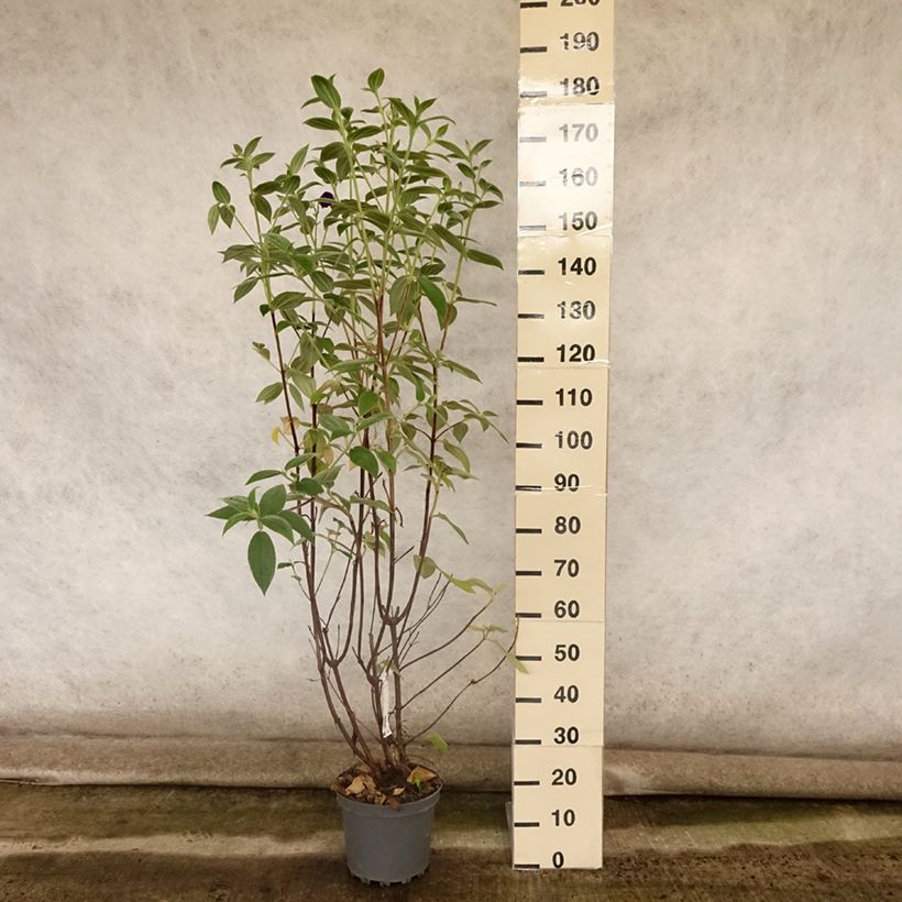 Exemplaar van Tibouchina semidecandra - Spinnenbloem Pot van 7,5 l/10 l zoals geleverd in de zomer