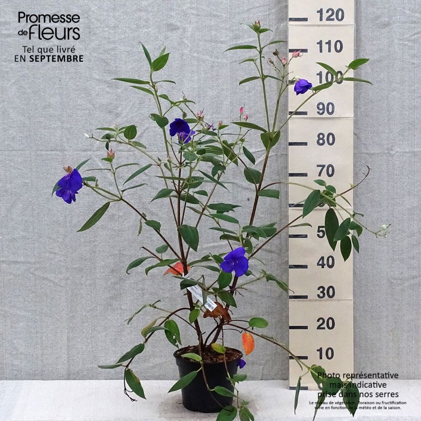 Exemplaar van Tibouchina urvilleana Edwardsii Pot de 3L/4L zoals geleverd in de herfst