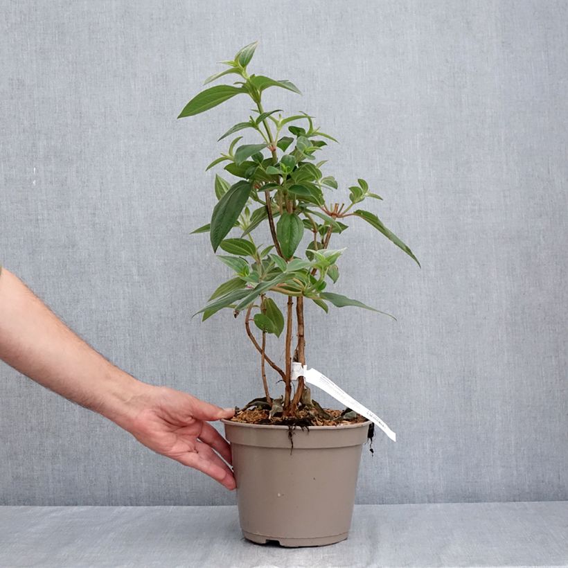 Exemplaar van Tibouchina urvilleana Edwardsii - Spinnenbloem Pot van 3 l/4 l zoals geleverd in de zomer