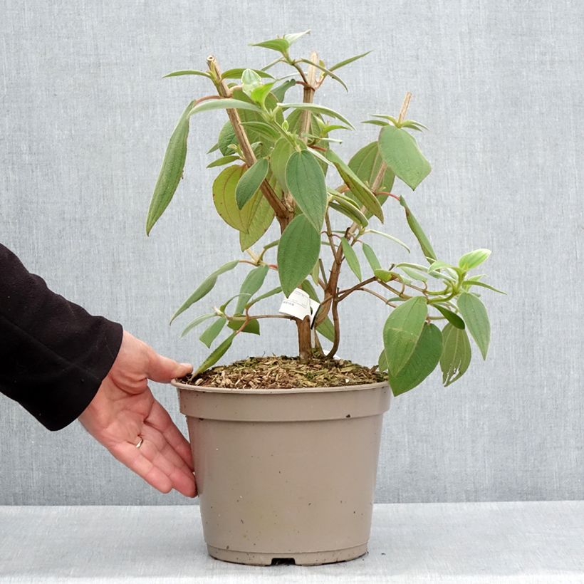 Exemplaar van Tibouchina urvilleana Edwardsii - Spinnenbloem Pot van 3 l/4 l zoals geleverd in de lente