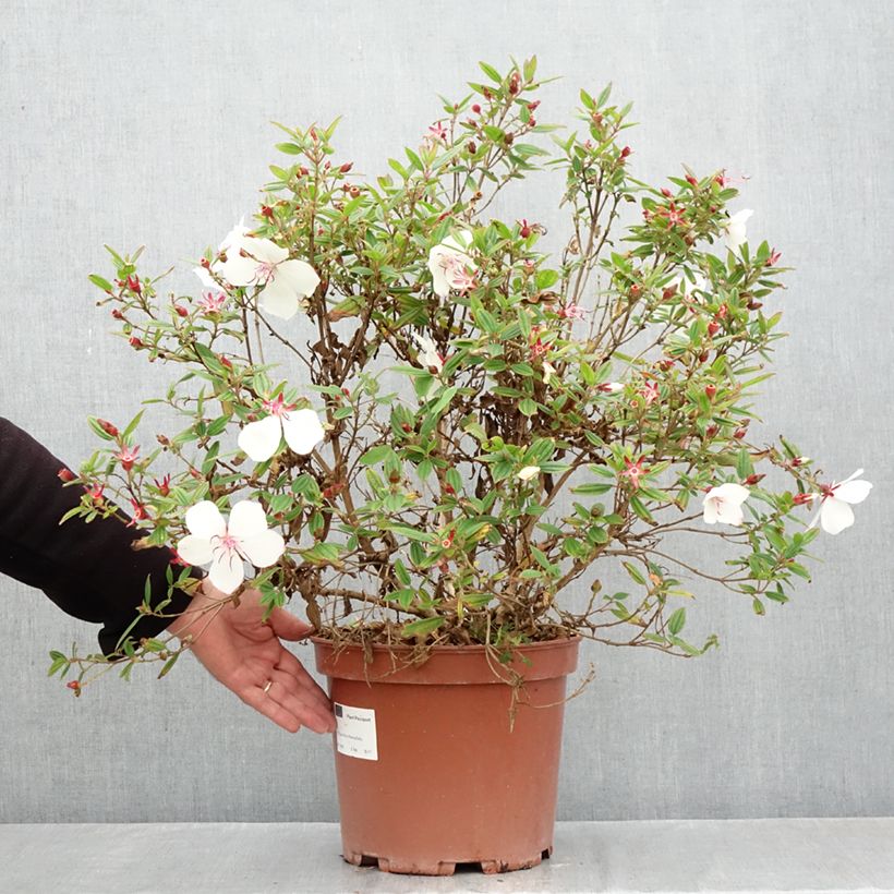 Exemplaar van Tibouchina urvilleana Peace Baby - Spinnenbloem Pot van 7,5 l/10 l zoals geleverd in de herfst