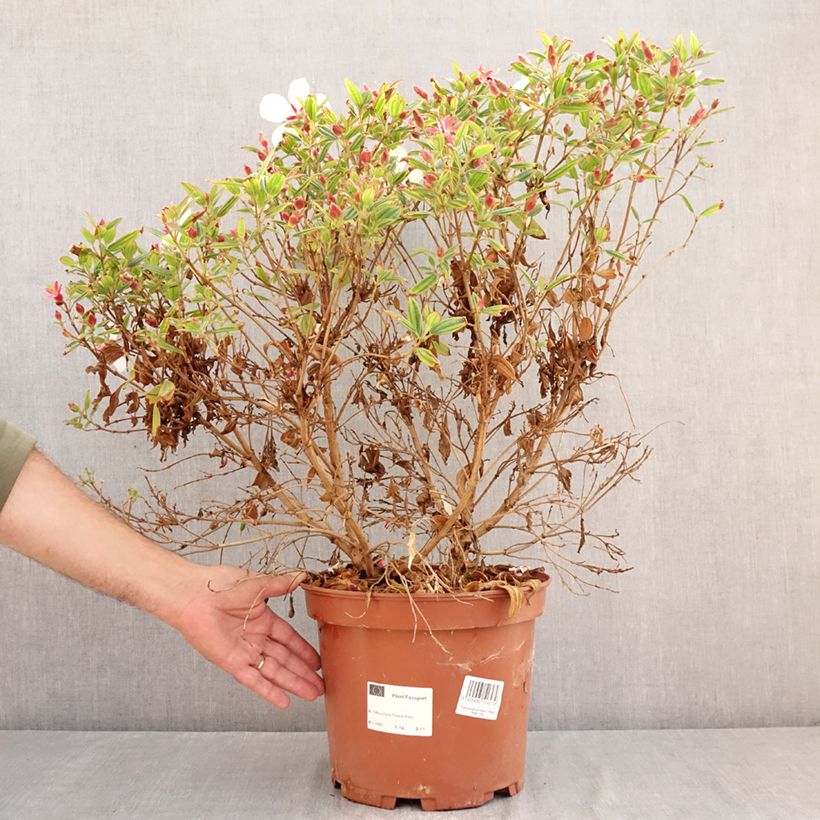 Exemplaar van Tibouchina urvilleana Peace Baby - Spinnenbloem Pot van 7,5 l/10 l zoals geleverd in de zomer