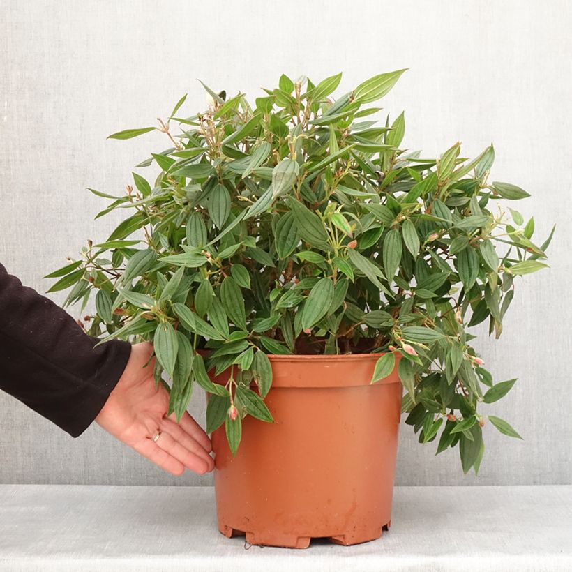 Exemplaar van Tibouchina urvilleana Peace Baby Pot de 7,5L/10L zoals geleverd in de winter
