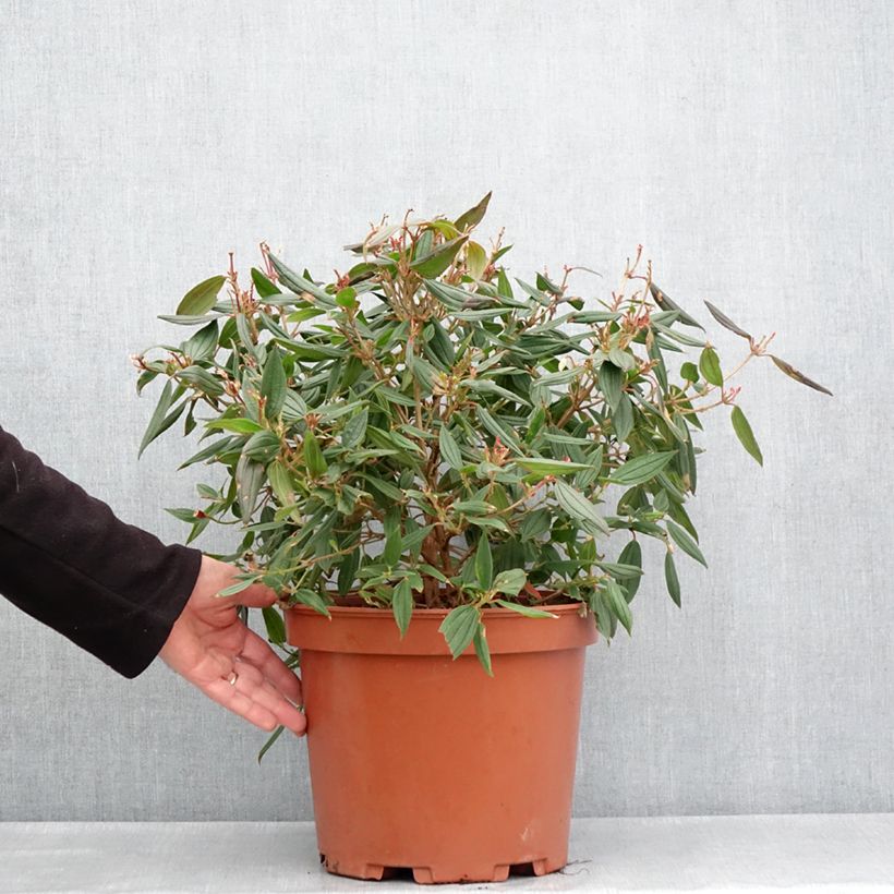 Example of Tibouchina urvilleana Peace Baby - Spinnenbloem Pot van 7,5 l/10 l as you get in printemps