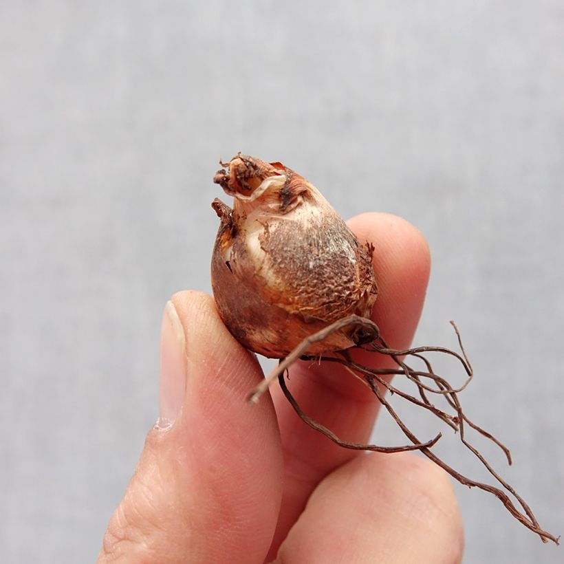Exemplaar van Tigridia pavonia Alba - Tijgerbloem Bol kaliber 7+ zoals geleverd in de lente