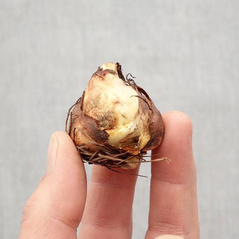 Exemplaar van Tigridia pavonia Aurea - Tijgerbloem Bol kaliber 7+ zoals geleverd in de lente