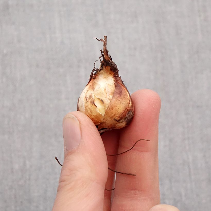 Exemplaar van Tigridia pavonia (zaad) - Tijgerbloem Bol kaliber 7+ zoals geleverd in de lente