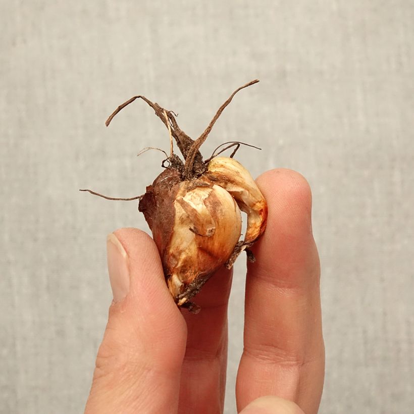 Exemplaar van Tigridia pavonia Lilacea - Tijgerbloem Bol kaliber 7+ zoals geleverd in de lente