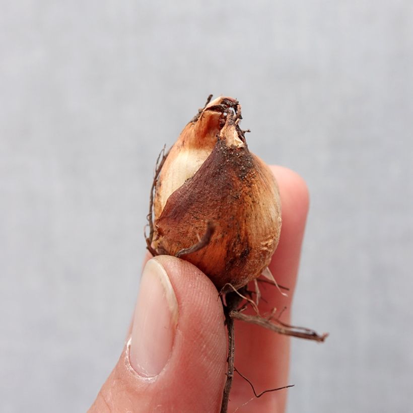 Exemplaar van Tigridia pavonia Speciosa - Tijgerbloem Bol kaliber 7+ zoals geleverd in de lente