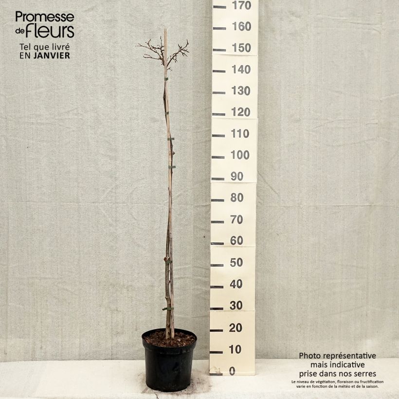 Exemplaar van Tilia cordata Lico - Winterlinde Pot van 7,5 l/10 l, Stengel zoals geleverd in de winter