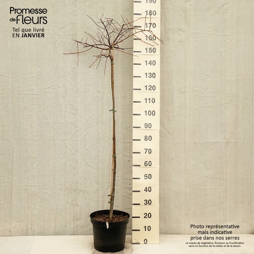 Exemplaar van Tilia cordata Pevé Kronenberg - Winterlinde Pot van 12 l/15 l, Stengel zoals geleverd in de winter