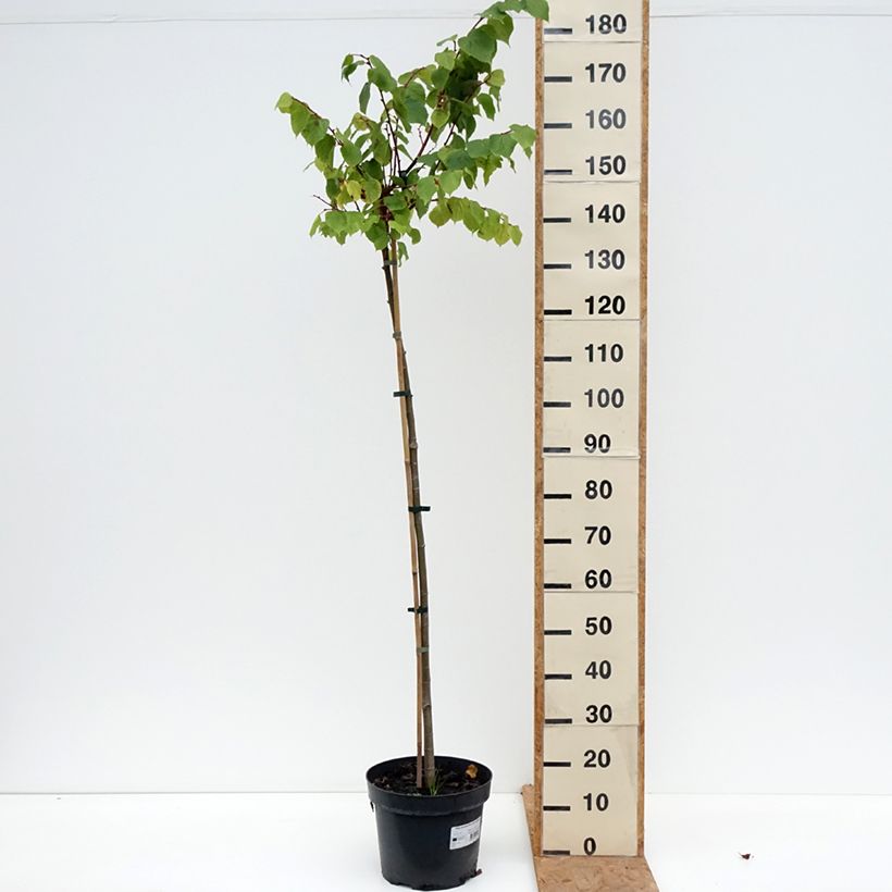 Exemplaar van Tilia cordata Pevé Kronenberg - Winterlinde Pot van 7,5 l/10 l, Stengel zoals geleverd in de herfst