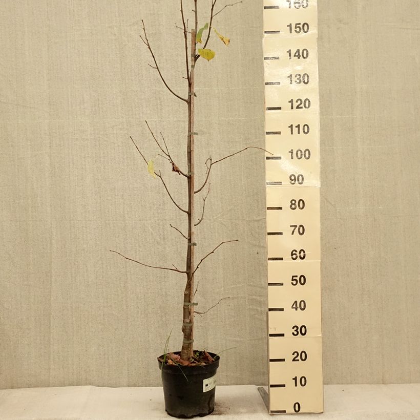 Exemplaar van Tilia cordata Swedish Upright - Winterlinde Pot van 7,5 l/10 l zoals geleverd in de herfst