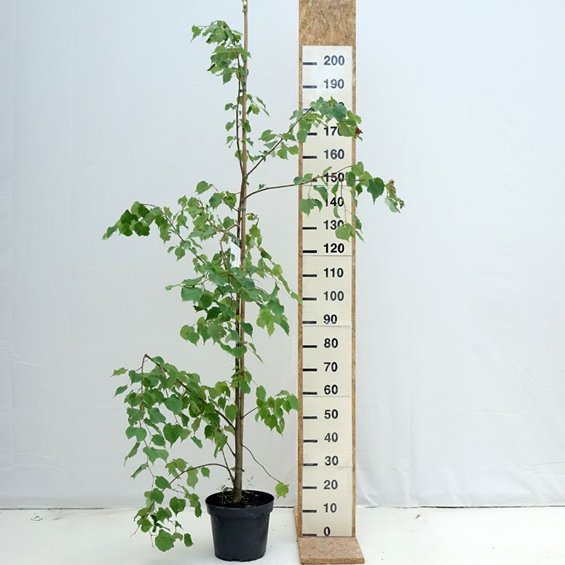 Exemplaar van Tilia cordata - Winterlinde Pot van 7,5 l/10 l zoals geleverd in de zomer