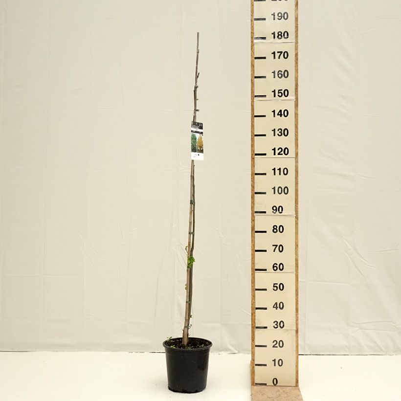 Example of Tilia cordata - Winterlinde Pot van 7,5 l/10 l as you get in printemps