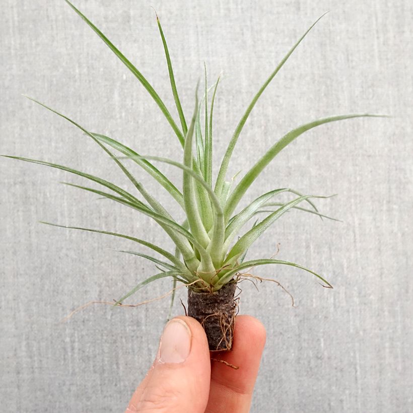 Exemplaar van Tillandsia Mizuki - Luchtplantje Mini-kamerplanten zoals geleverd in de lente