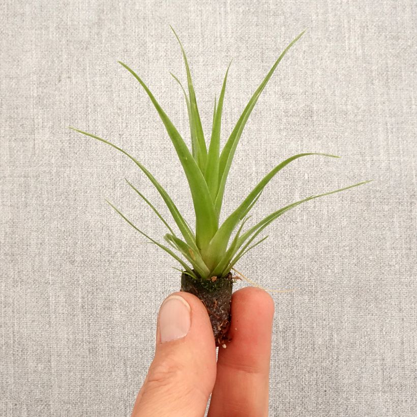 Exemplaar van Tillandsia Naomi - Luchtplantje Mini-kamerplanten zoals geleverd in de lente
