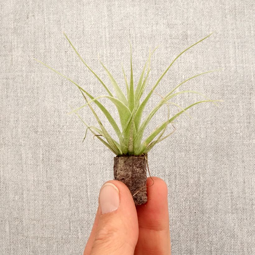 Exemplaar van Tillandsia Samantha - Luchtplantje Mini-kamerplanten zoals geleverd in de lente