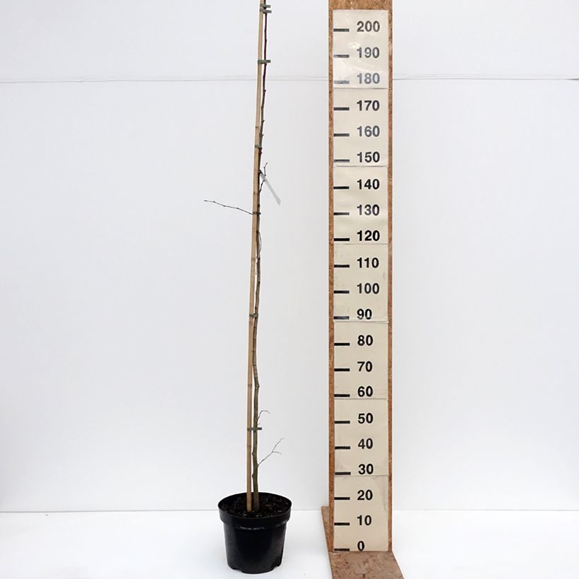 Example of Tilia platyphyllos Laciniata - Zomerlinde Pot van 7,5 l/10 l as you get in hiver