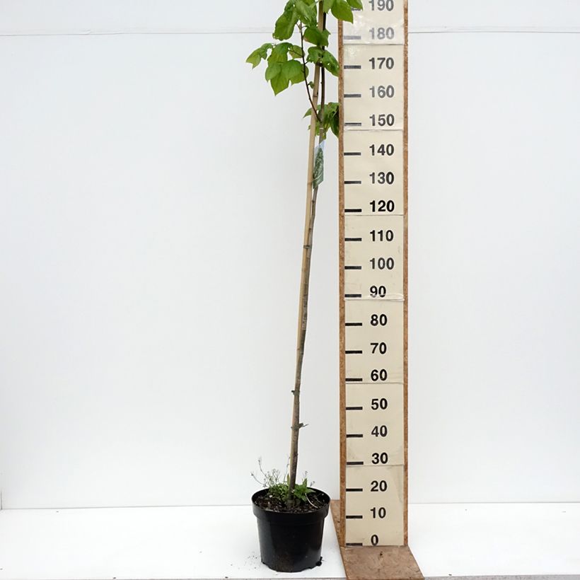 Exemplaar van Tilia platyphyllos Laciniata - Zomerlinde Pot van 7,5 l/10 l zoals geleverd in de lente