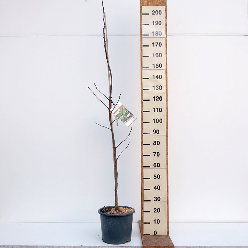 Exemplaar van Tilia platyphyllos - Zomerlinde Pot van 7,5 l/10 l zoals geleverd in de winter