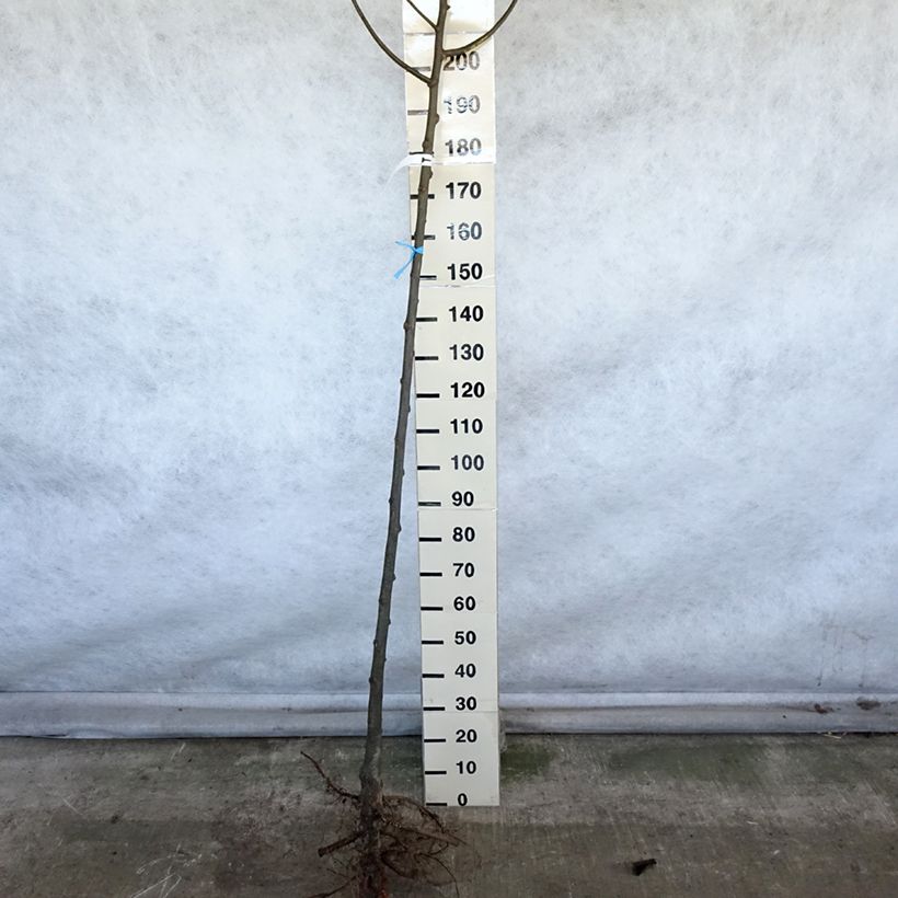 Exemplaar van Tilia platyphyllos - Zomerlinde Naakte wortel, Stengel zoals geleverd in de winter