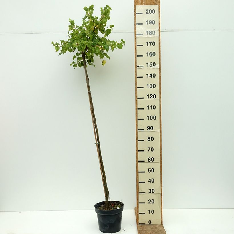 Exemplaar van Tilia cordata Simone - Winterlinde Pot van 7,5 l/10 l, Stengel zoals geleverd in de zomer