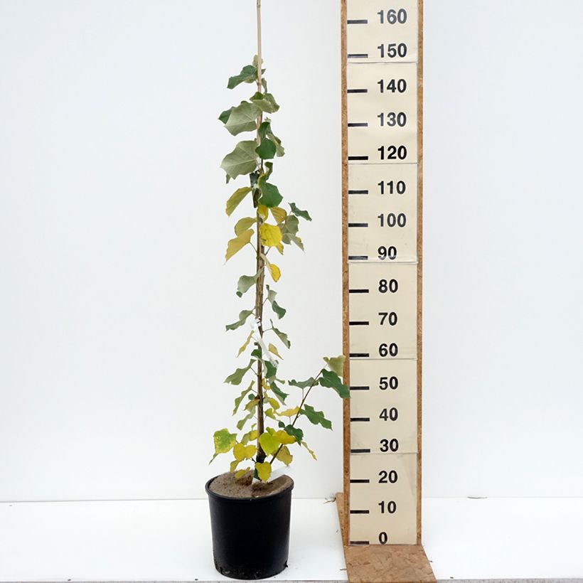 Exemplaar van Tilia tomentosa - Zilverlinde Pot van 7,5 l/10 l zoals geleverd in de herfst