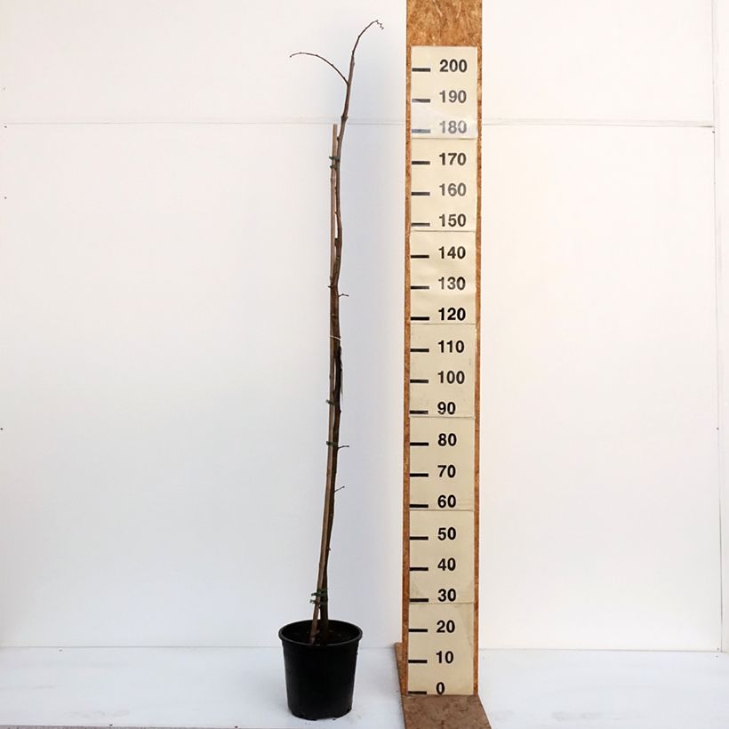 Exemplaar van Tilia tomentosa - Zilverlinde Pot van 7,5 l/10 l zoals geleverd in de winter