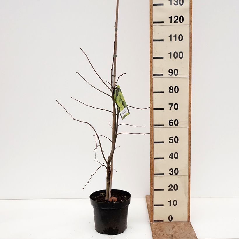 Example of Tilia europaea Wratislaviensis - Hollandse linde Pot van 7,5 l/10 l as you get in hiver