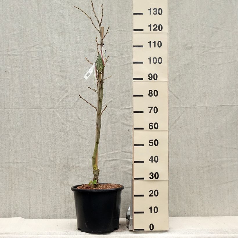 Exemplaar van Tilia henryana - Henrylinde Pot van 7,5 l/10 l, Kroonhoogte zoals geleverd in de lente
